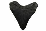 Juvenile Megalodon Tooth - South Carolina #375945-1